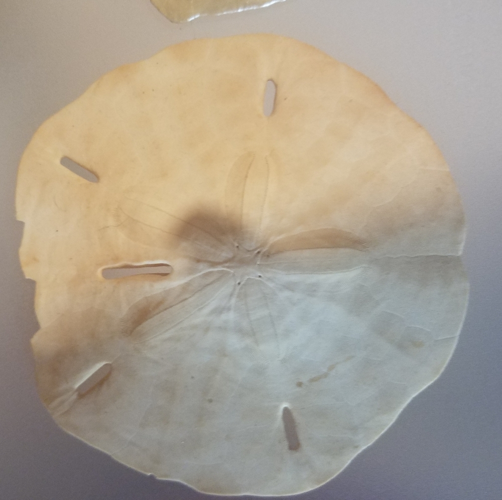 3 Sand Dollars - Picture 2 of 7
